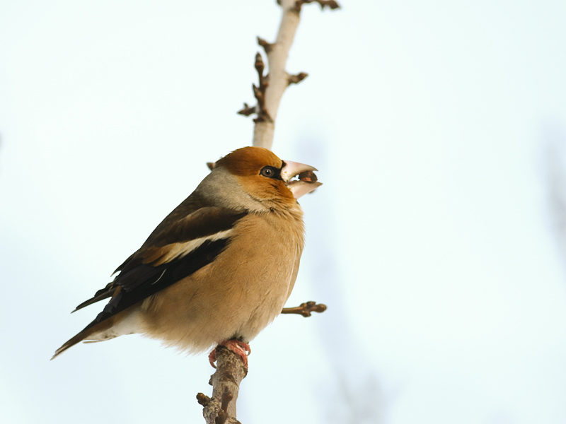 Hawfinch