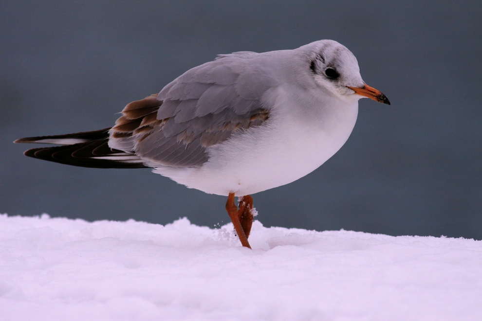 Black-headed Gull