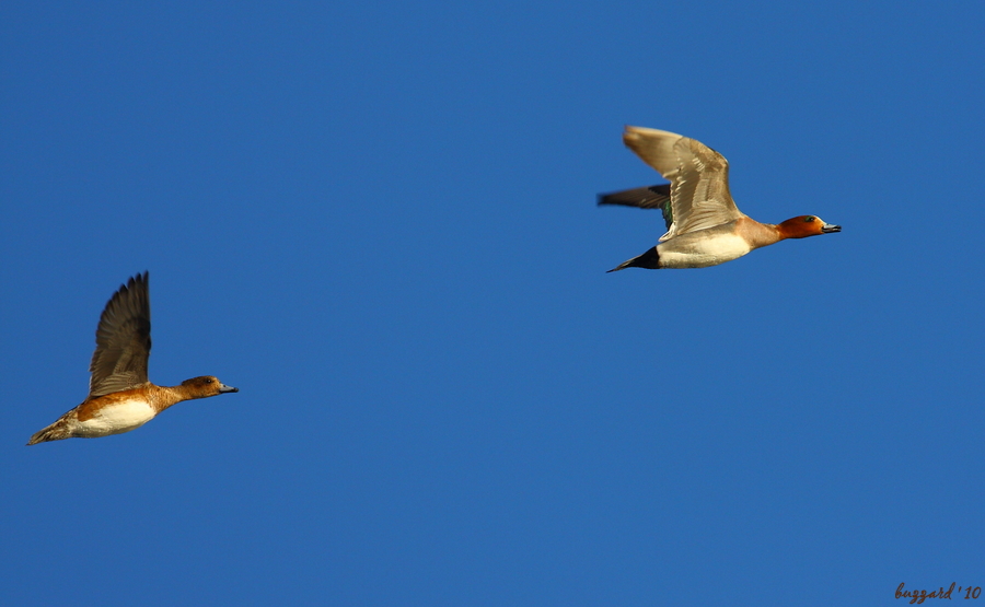 Eurasian Wigeon