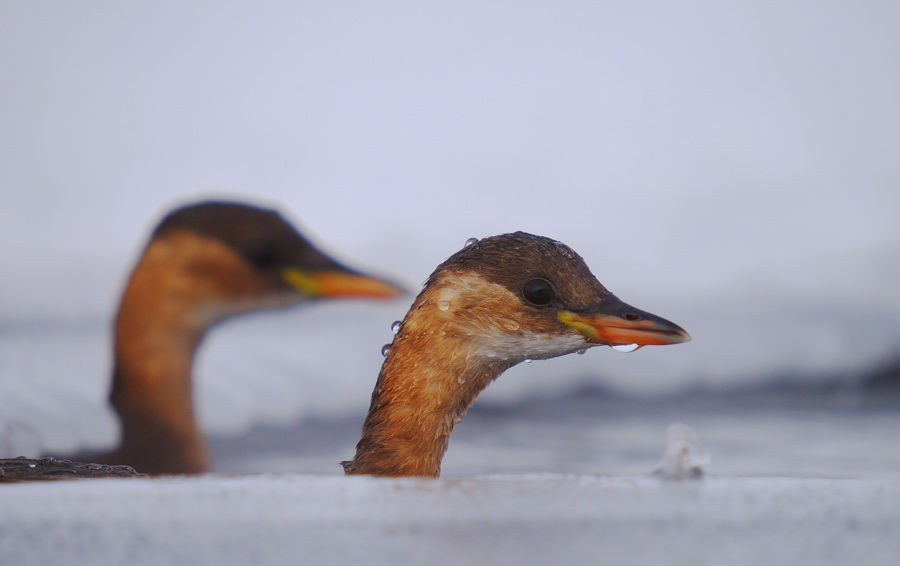 Little Grebe