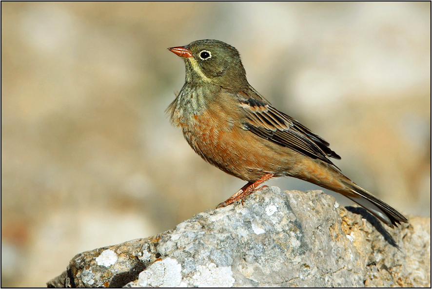 Ortolan Bunting