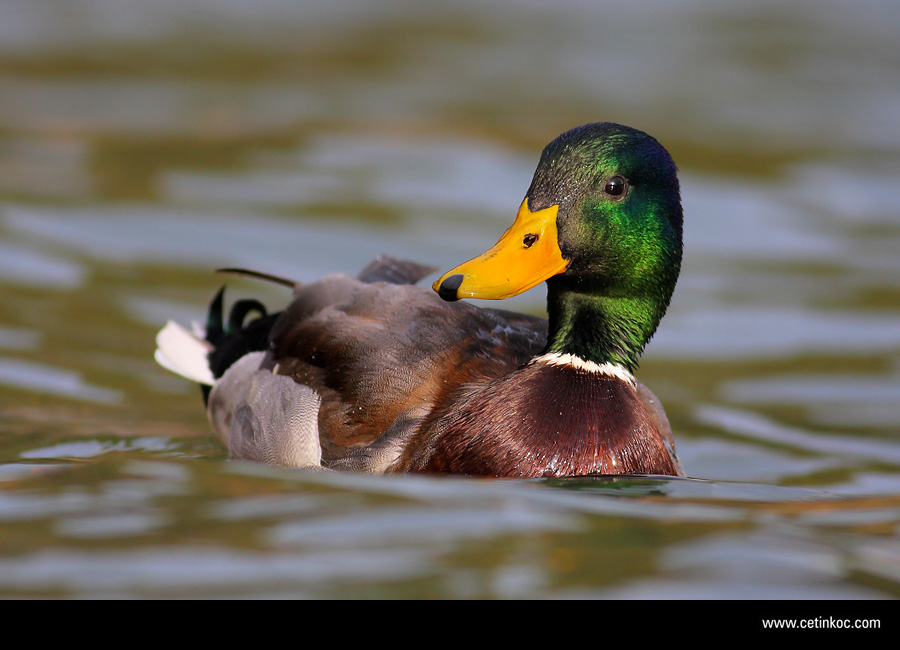 Mallard