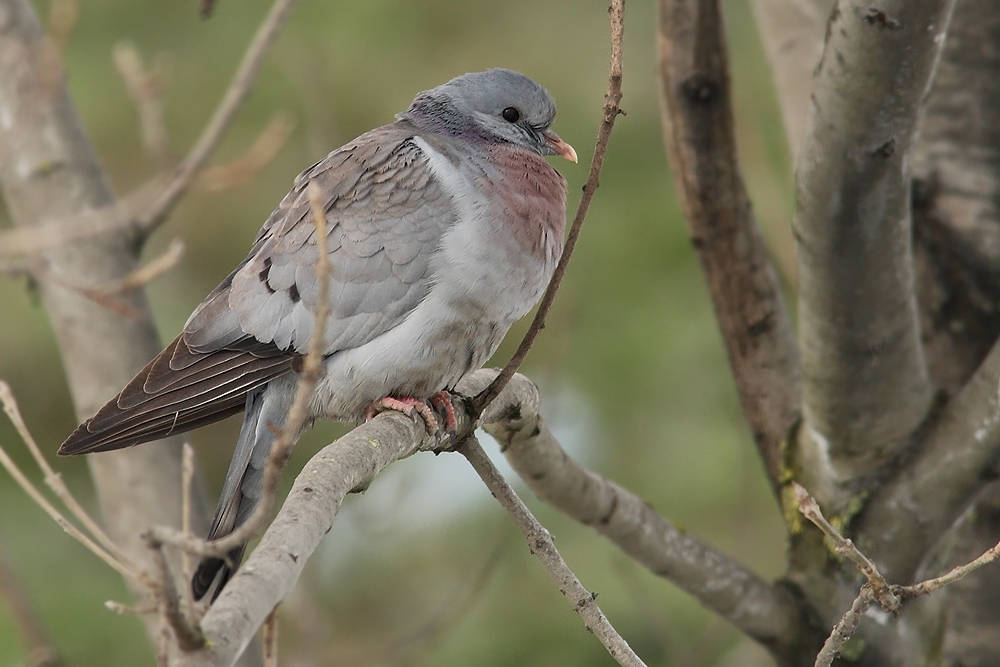 Stock Dove
