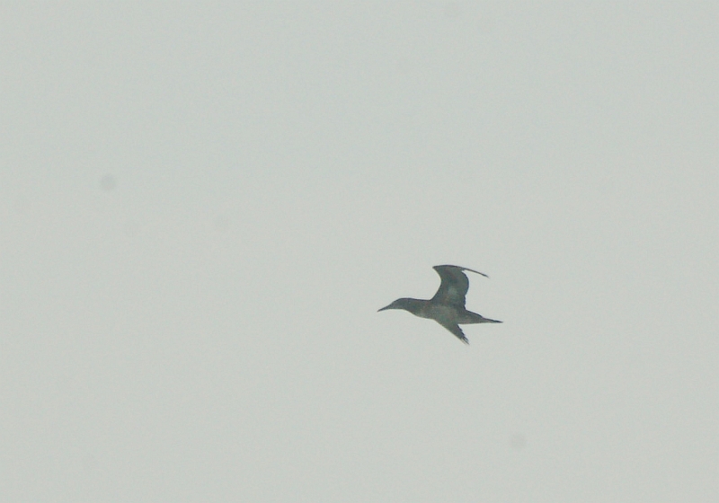 Northern Gannet