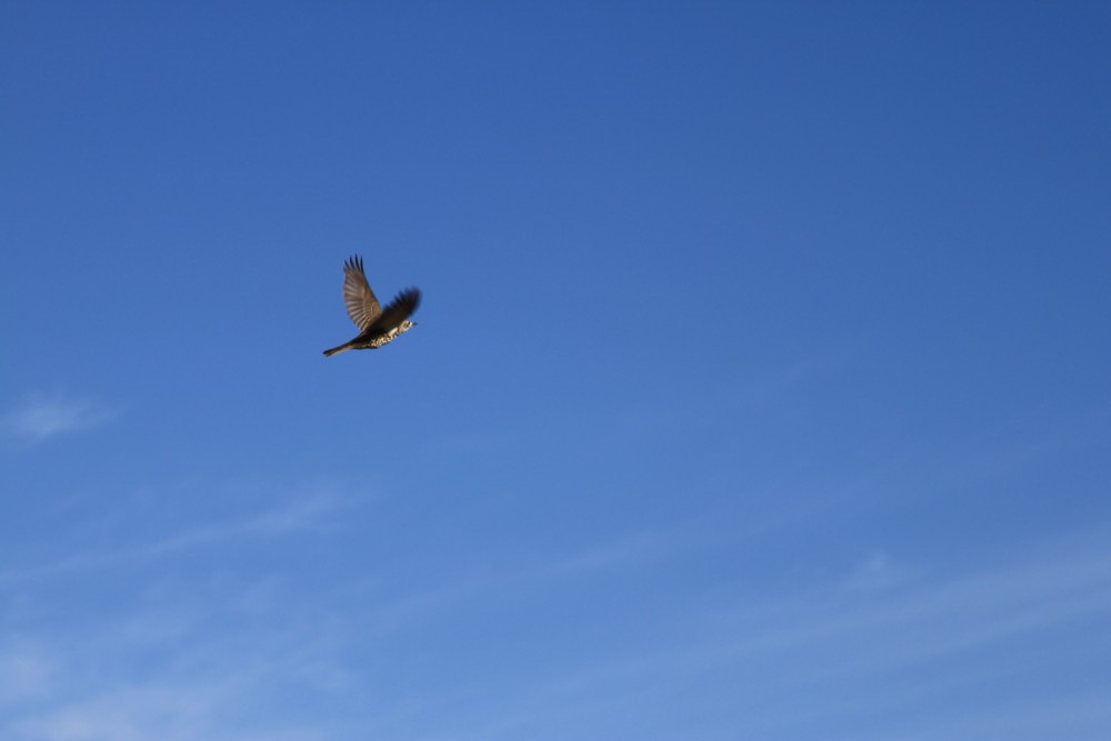 Mistle Thrush