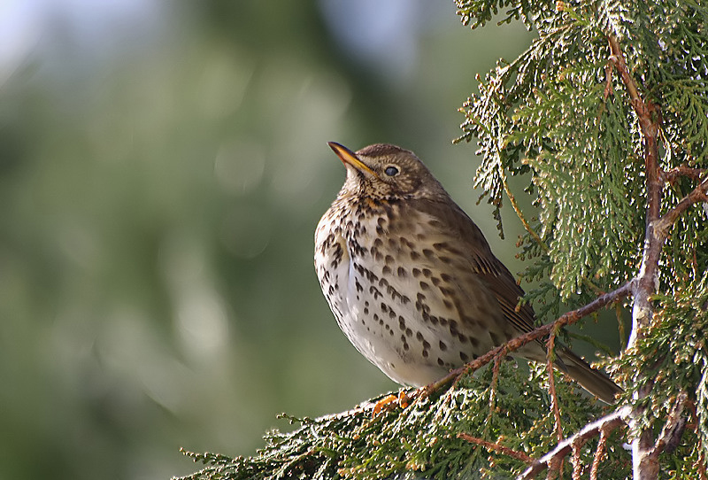 Song Thrush