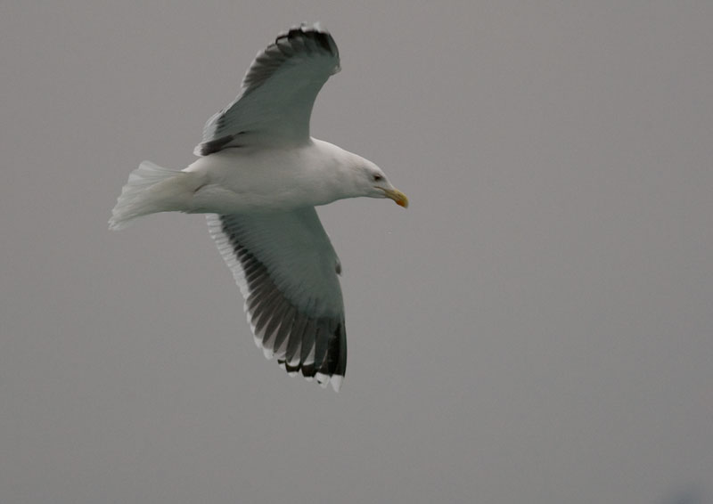 Great Black-backed Gull
