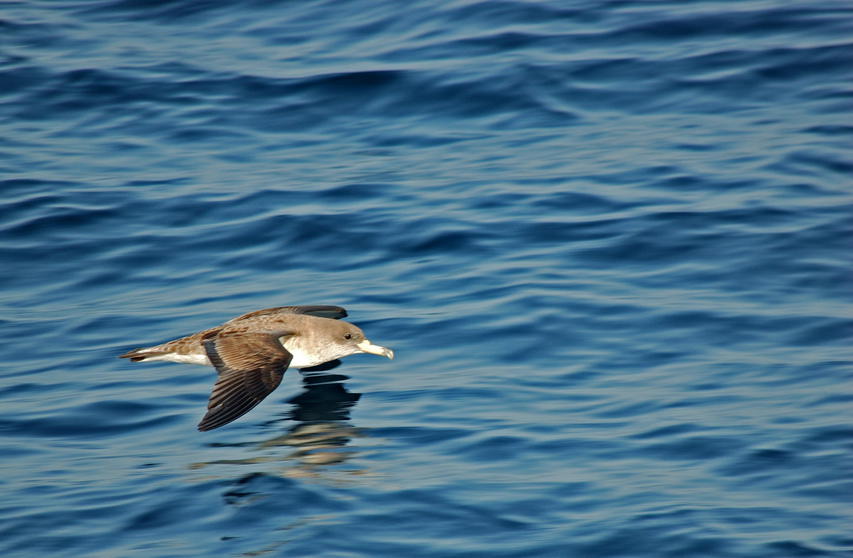 Scopoli`s Shearwater
