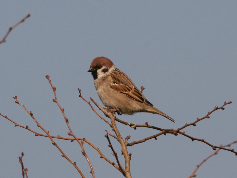 Eurasian Tree Sparrow