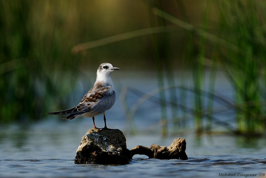 Whiskered Tern