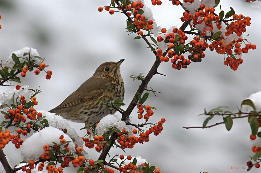 Song Thrush