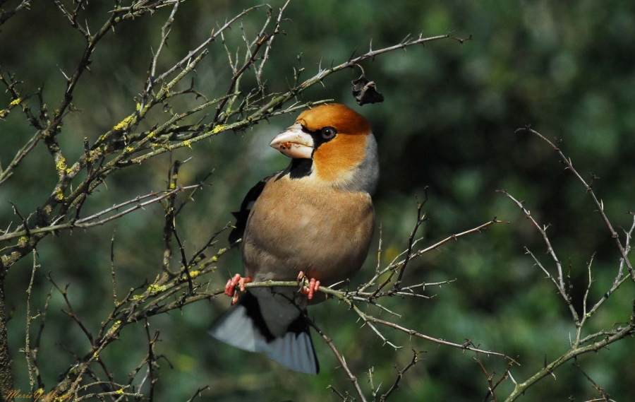 Hawfinch