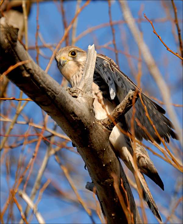 Common Kestrel
