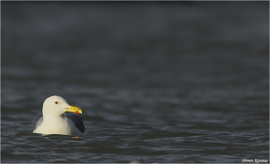 Caspian Gull