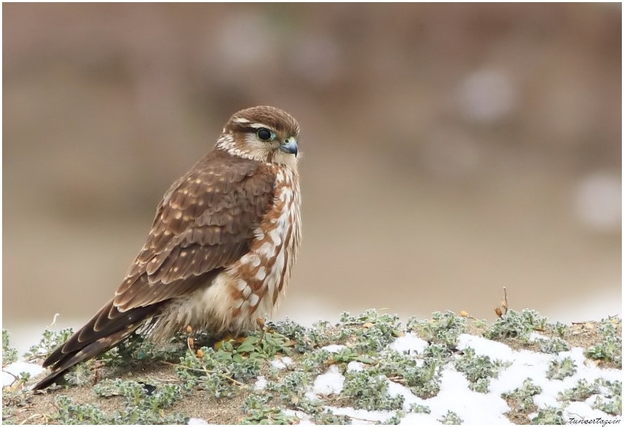 Merlin
