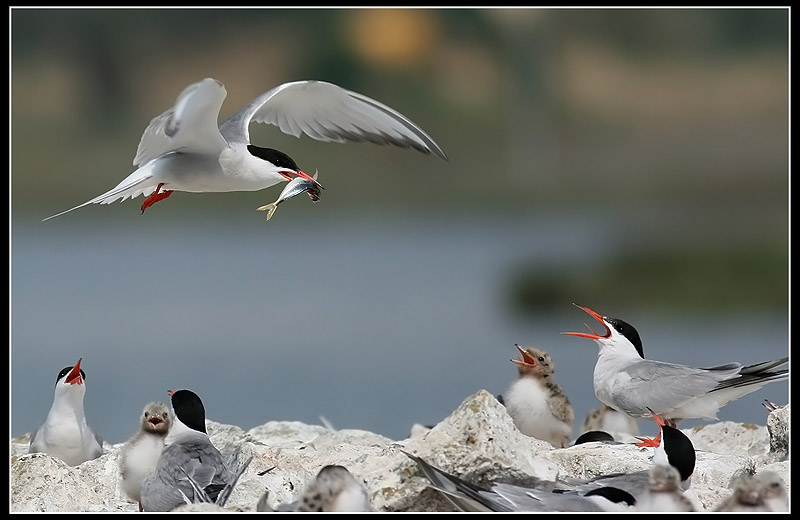 Common Tern