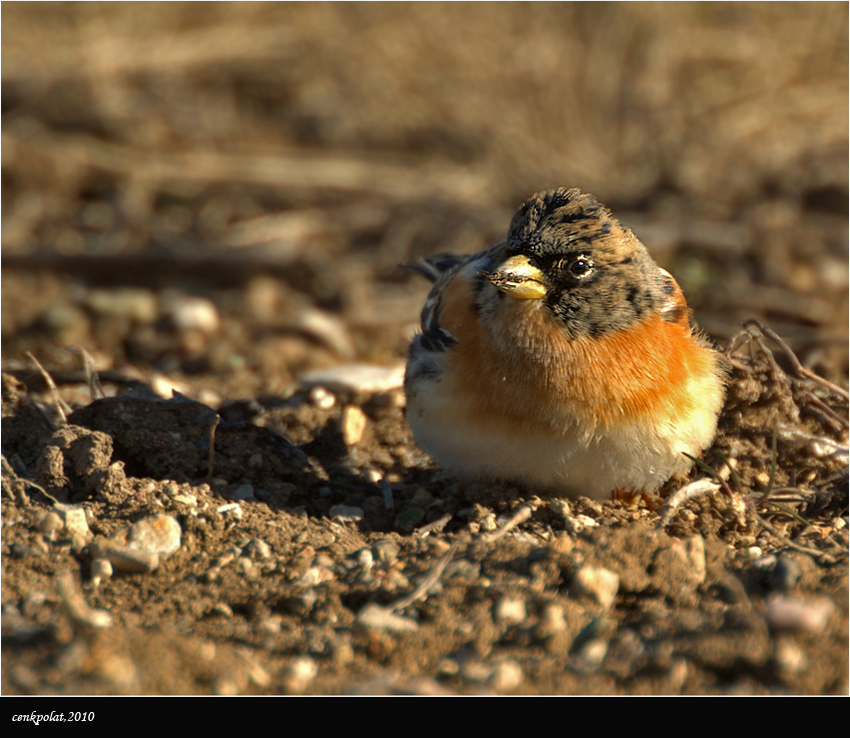 Brambling