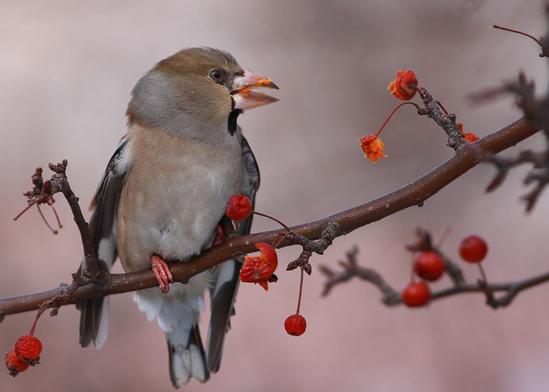 Hawfinch