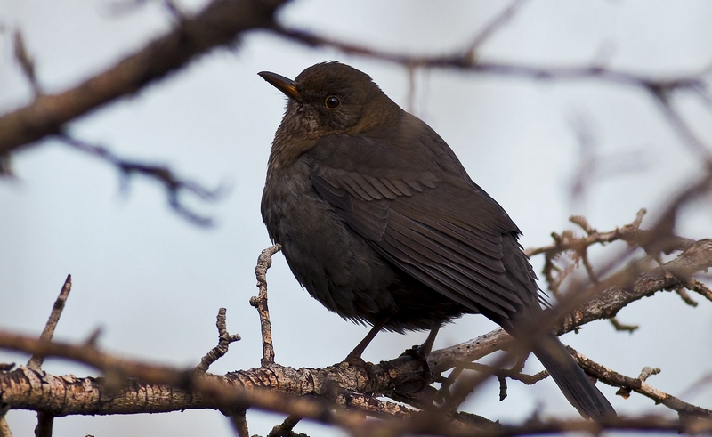 Common Blackbird