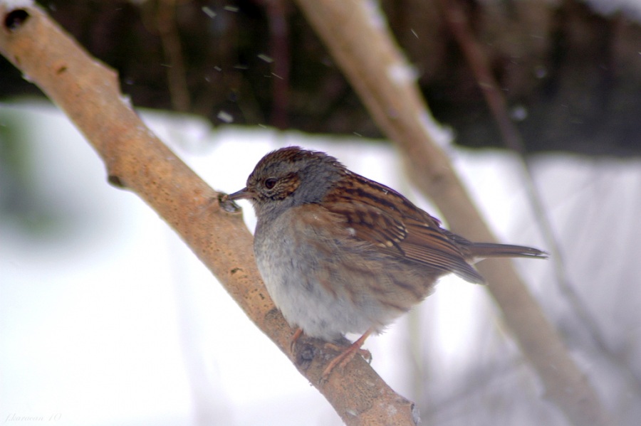 Dunnock