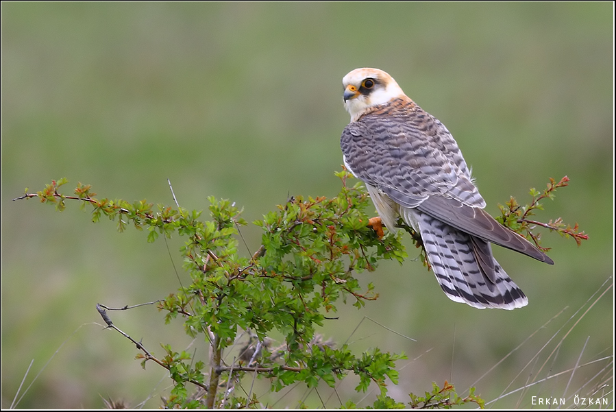 Red-footed Falcon