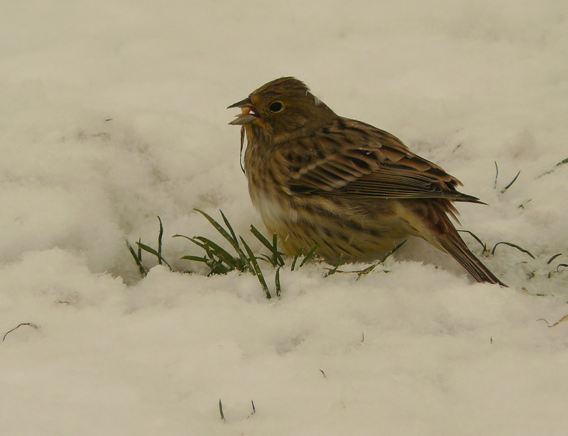 Yellowhammer