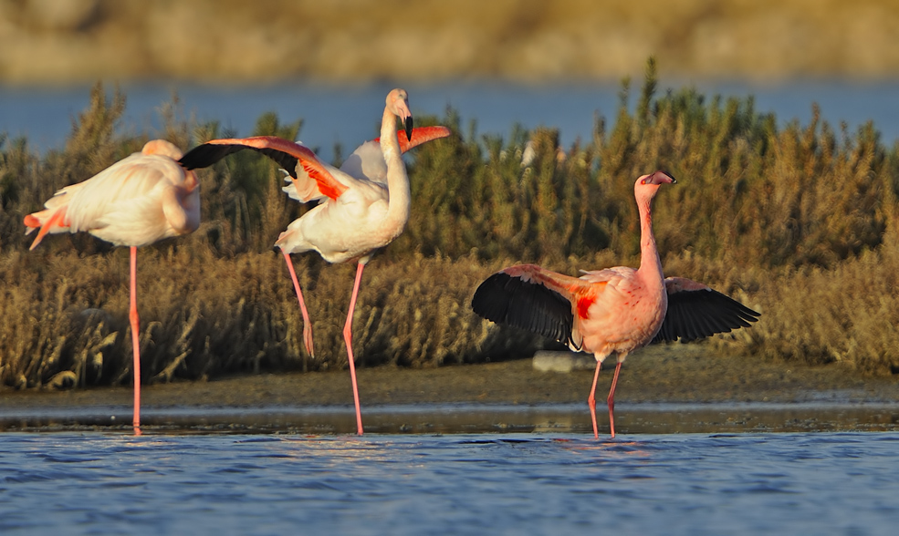Lesser Flamingo