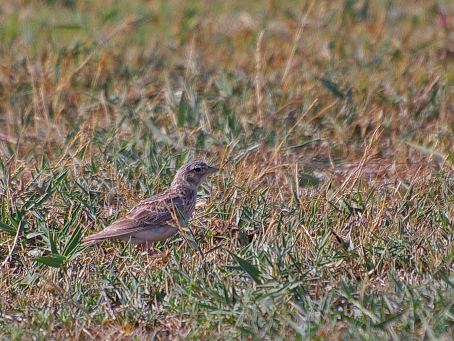 Turkestan Short-toed Lark