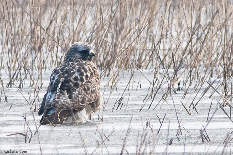 Rough-legged Buzzard