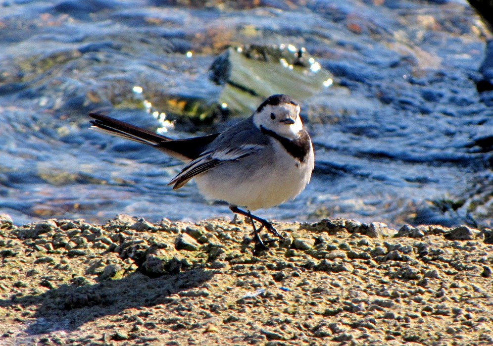 White Wagtail