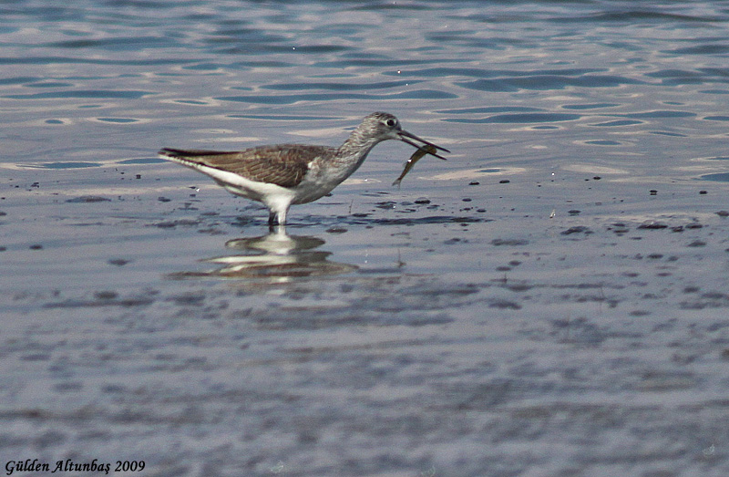 Common Greenshank