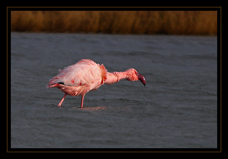 Lesser Flamingo