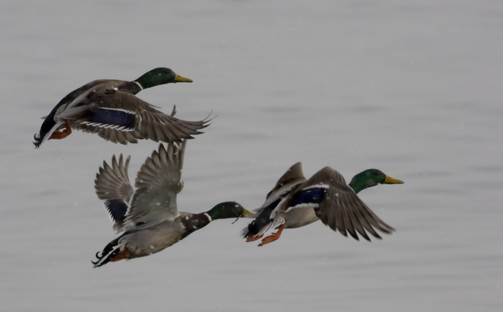 Mallard
