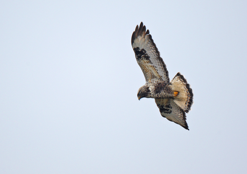 Rough-legged Buzzard