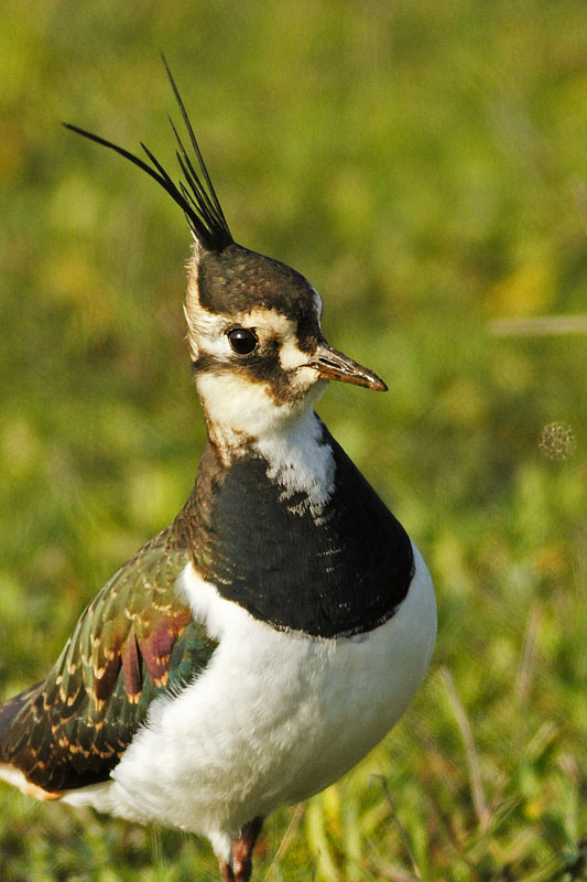 Northern Lapwing