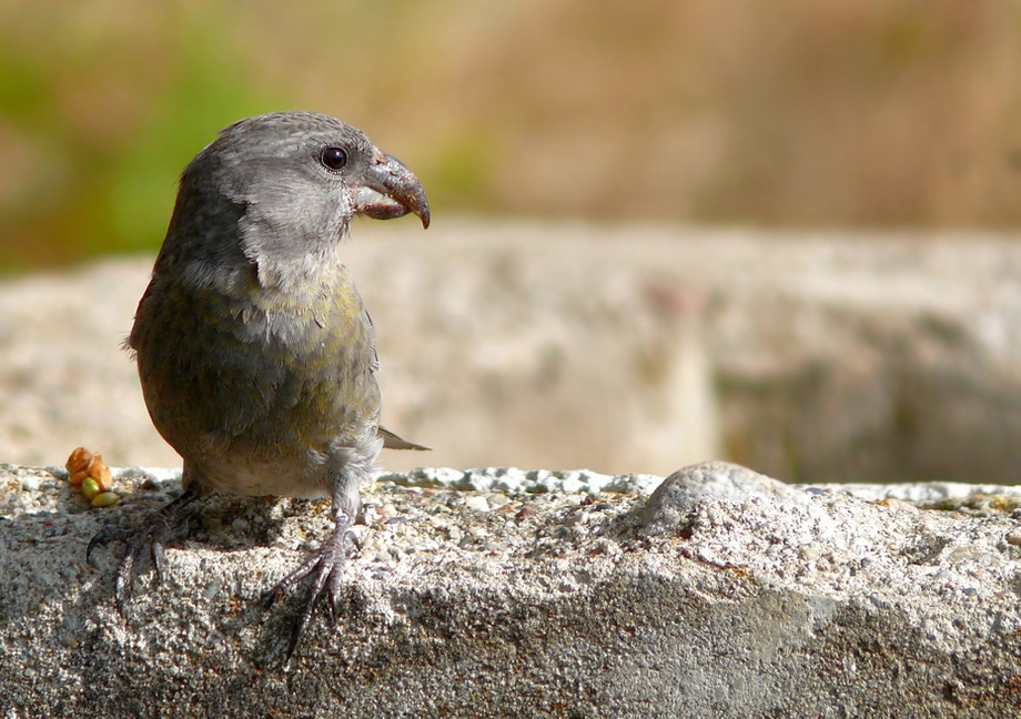 Red Crossbill