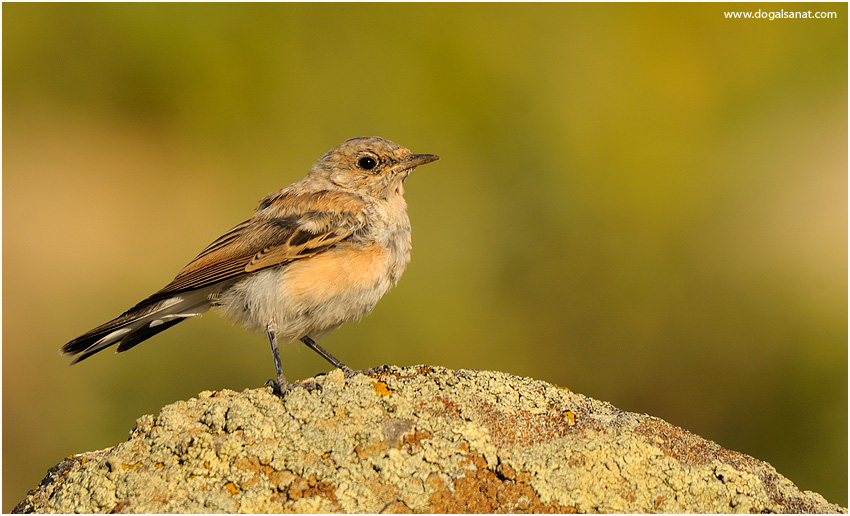 Northern Wheatear