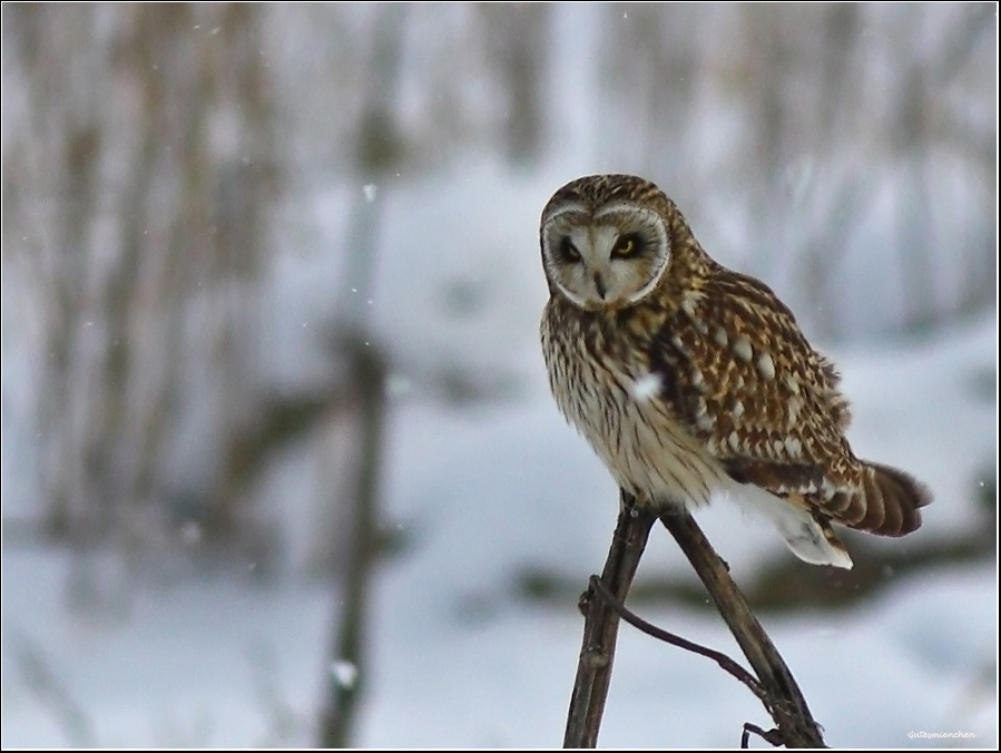 Short-eared Owl