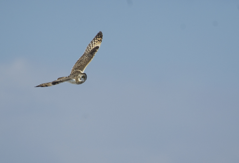 Short-eared Owl