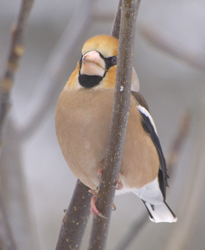 Hawfinch