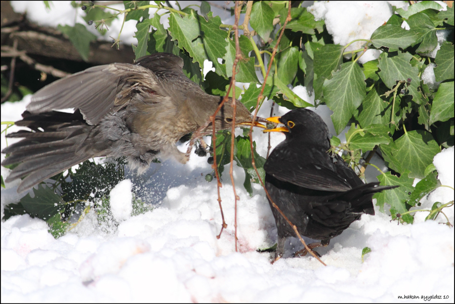 Common Blackbird