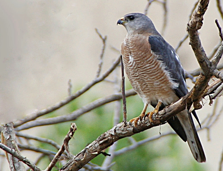 Levant Sparrowhawk