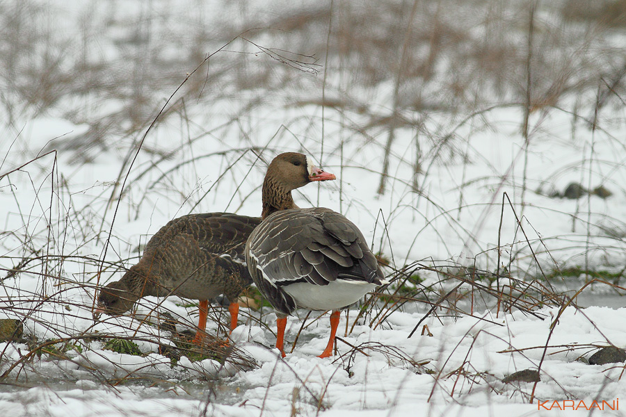Greater White-fronted Goose
