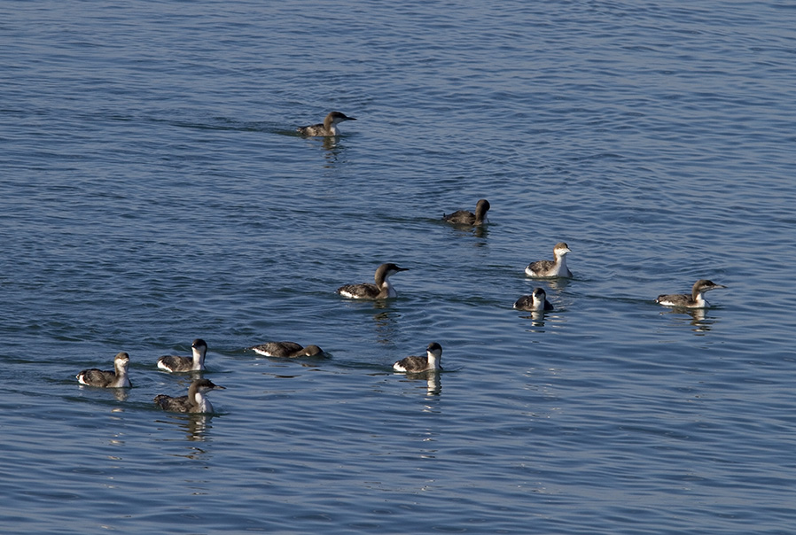 Black-throated Loon