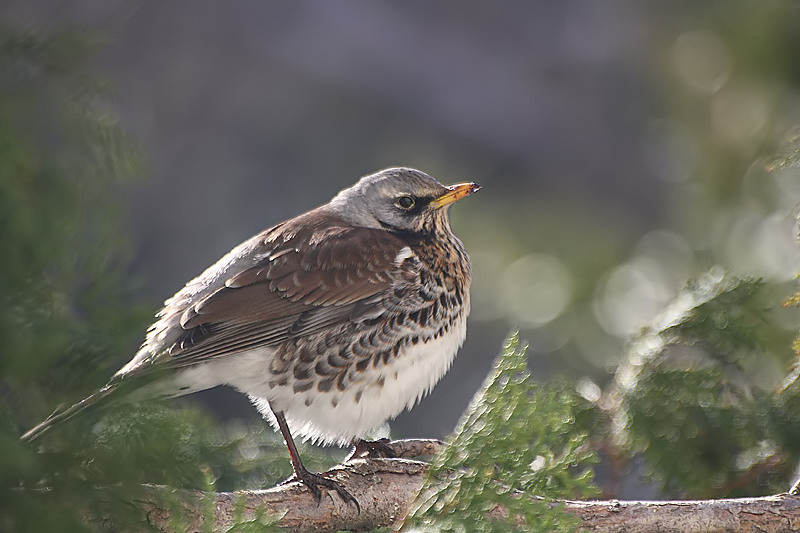 Fieldfare