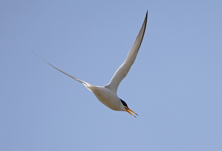 Little Tern