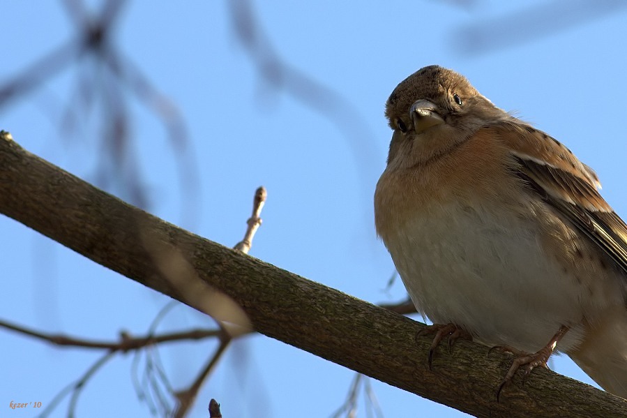 Brambling