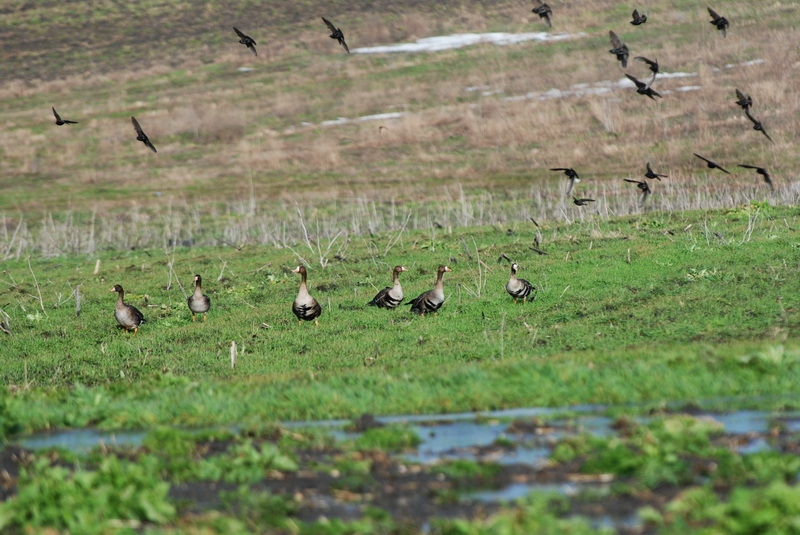 Greater White-fronted Goose