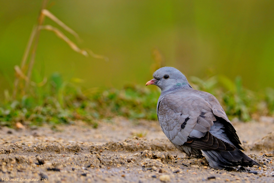 Stock Dove
