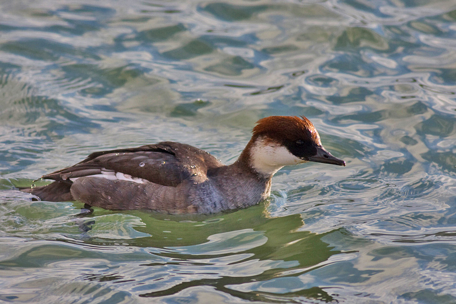Smew